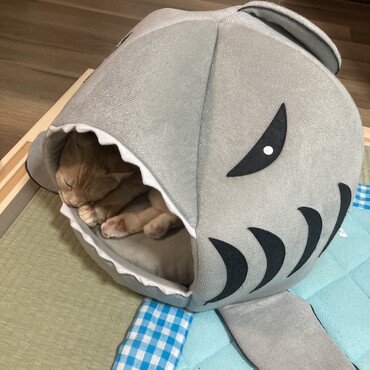 サメに喰われてるよ
