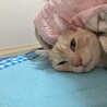 おこた気持ち良い