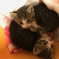 子猫2匹保護！