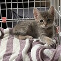 子猫のシオンちゃん