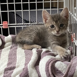 子猫のシオンちゃん