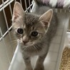 子猫のシオンちゃん サムネイル6