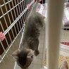 子猫のシオンちゃん サムネイル7