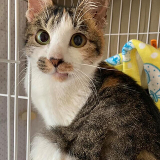 ごろごろ甘えん坊の三毛猫さんです