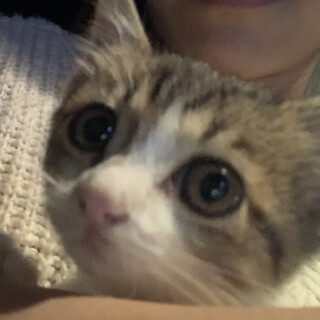 1ヶ月のキジシロちゃんを保護しました。