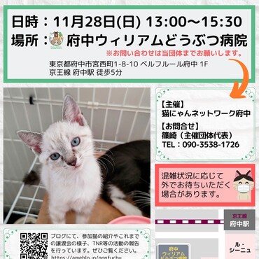 次回譲渡会は11/28(日)ウィリアム動物病院さんで開催します！