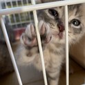 子猫のリムル君