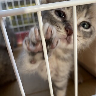 子猫のリムル君