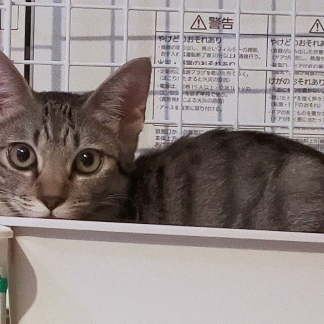 Kaho51のカバー写真