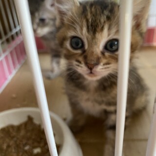 子猫のシュナちゃん