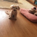 トイプーとビションのmix