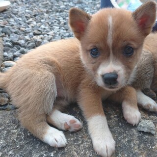 かわいい1ヶ月雑種の子犬「にこちゃん」