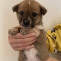 かわいい1ヶ月雑種の子犬「ごろーちゃん」