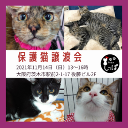 teamしっぽ譲渡会