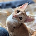 人が大好き　お膝ねこ　茶白のかんちゃん