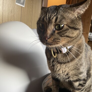全自動猫トイレを使って欲しいのに飼い主の期待を他所に使い慣れたそれで大きい方をする愛猫
