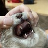 子猫のアルミン君 サムネイル5