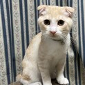とにかくかわいい！スコティッシュ系ミックス