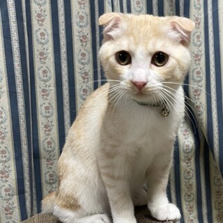 とにかくかわいい！スコティッシュ系ミックス