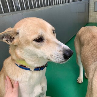 保健所収容 滋賀県が募集対象 犬の里親募集情報 ペットのおうち 月間利用者150万人