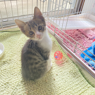 保護猫お母さんが赤ちゃんを産みました。