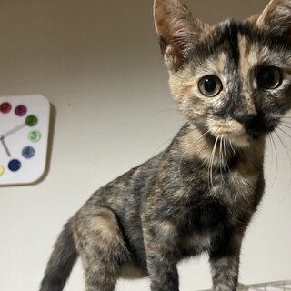 とっても人懐っこい子猫☆サビ♀3ヶ月