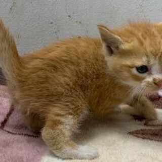 譲渡されました。