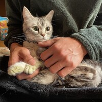 アメリカンショートヘア