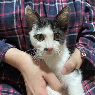 人が大好き、とっても活発な子猫☆黒白♂3ヶ月