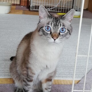 【いったん停止】サファイヤ色の綺麗な瞳の男の子