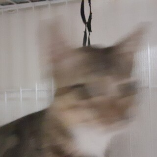 キジトラ姉妹(譲渡会にて里親さん決定)