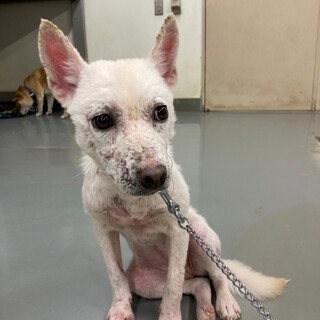 がんばってきた、ふくゆりちゃん→相談中