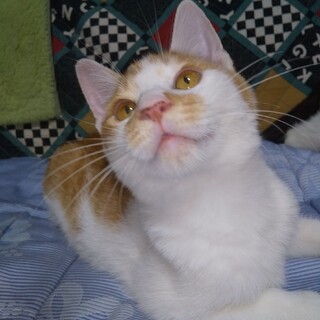 人馴れOK！茶白のチャーシー