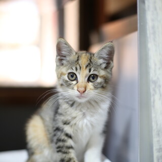 生後1〜2ヶ月の手乗り猫ちゃん