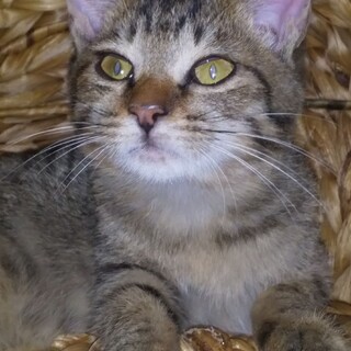 人が好きなキジトラ姫