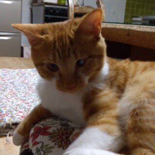 生後4か月の子猫の里親募集