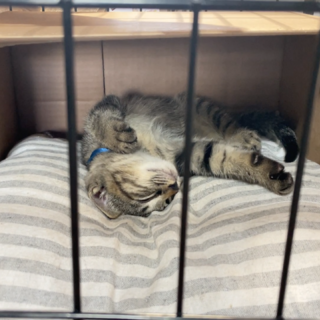 犬とも仲良しのキジトラちゃん(^v^)