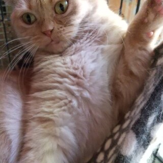 スコテッシュフォールドの耳折れの里親募集