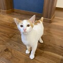 人懐っこい可愛い猫ちゃん