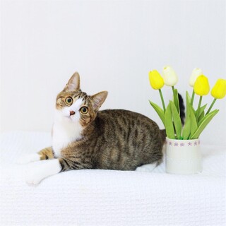 誰とでもすぐに仲良し優しい甘えん坊☆リンツちゃん