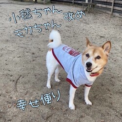 倉敷っ子小毬ちゃん改めモカちゃんの幸せ便り