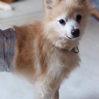 ポメラニアンの洋介くん　里親様募集です☆
