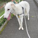 甘えんぼな男の子のボルゾイ❁