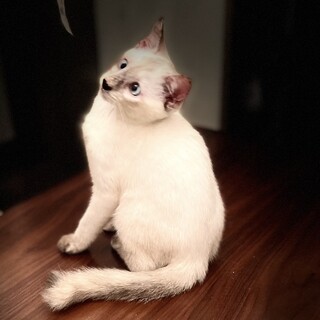 青い瞳のレア柄毛色！甘えん坊女の子