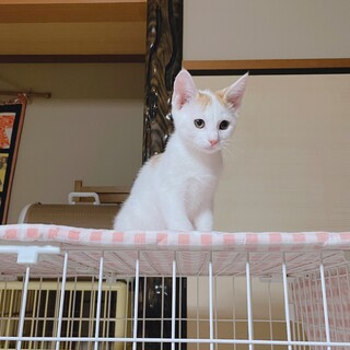 人馴れ抜群(^^)とってもキュートな茶白兄弟です。