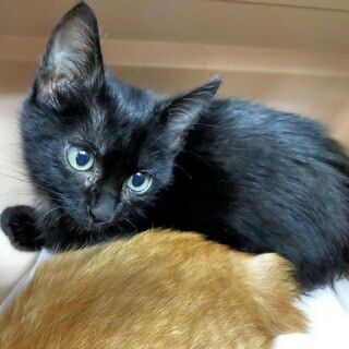 エンジェルマークが付いた懐っこいクロ君