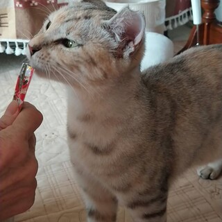 人慣れ抜群　パステル猫のミーちゃん