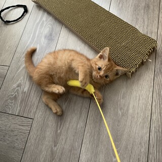 急募　約2ヶ月の茶トラ君です！