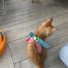 急募　約2ヶ月の茶トラ君です！ サムネイル2