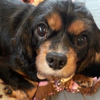 おっとりさんで、ナデナデ大好き♪ヘイリーちゃん。